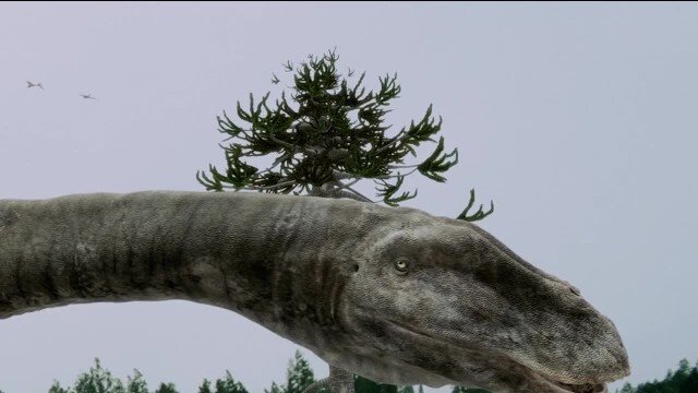 高端企业宣传片-海洋生物